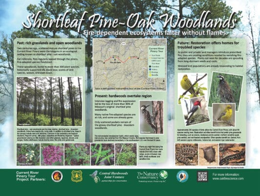Stop 3: The fire ecology of shortleaf pine-oak woodlands