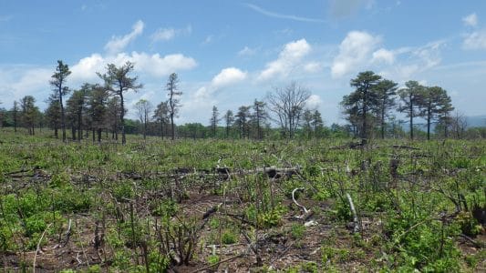 Picture showing vegetation conditions in a fire maintained pitch pine barrens community in Pennsylvania, USA.